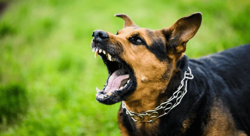 powoduje suche falowanie u psów