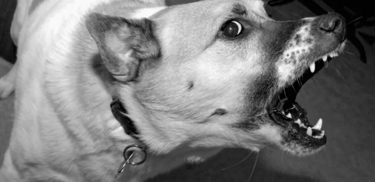 Pies się trzęsie, ale zachowuje się normalnie