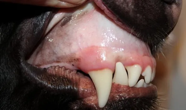 Куче бледи венци, но се държи нормално