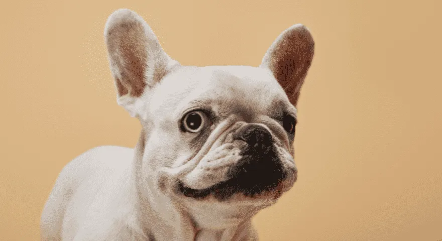 suchy nos u psa jest problemem' title='Buldog francuski z suchym nosem