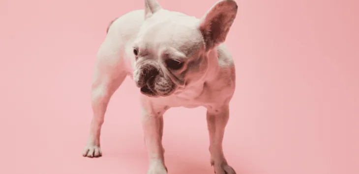 Buldog francuski z suchym nosem