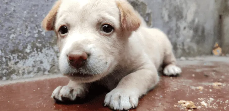 Po jakim czasie Giardia pojawia się u szczeniąt