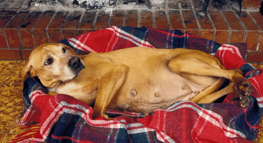 Twój zwierzak potrzebuje profesjonalnej pomocy