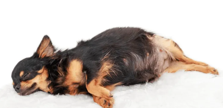 Jak wywołać pracę psa w domu