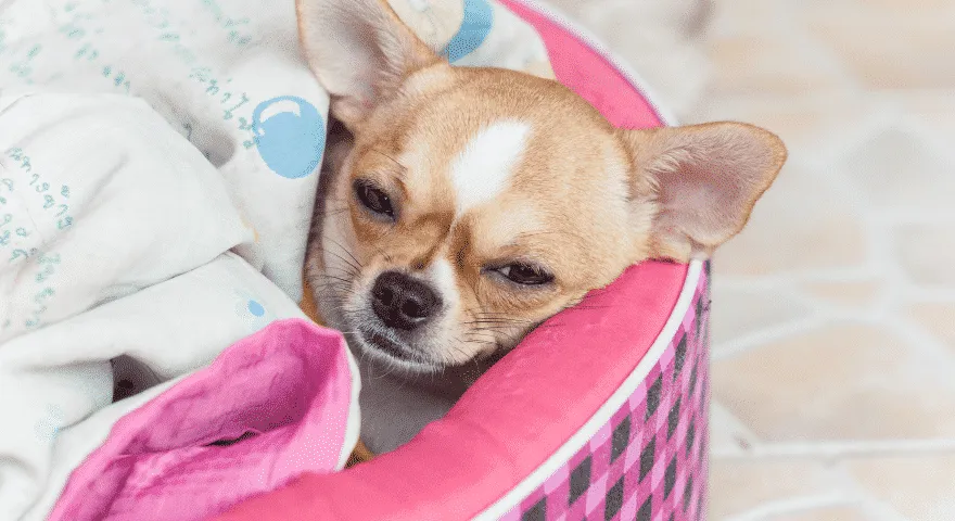 콧물이 나는 강아지의 가능한 원인