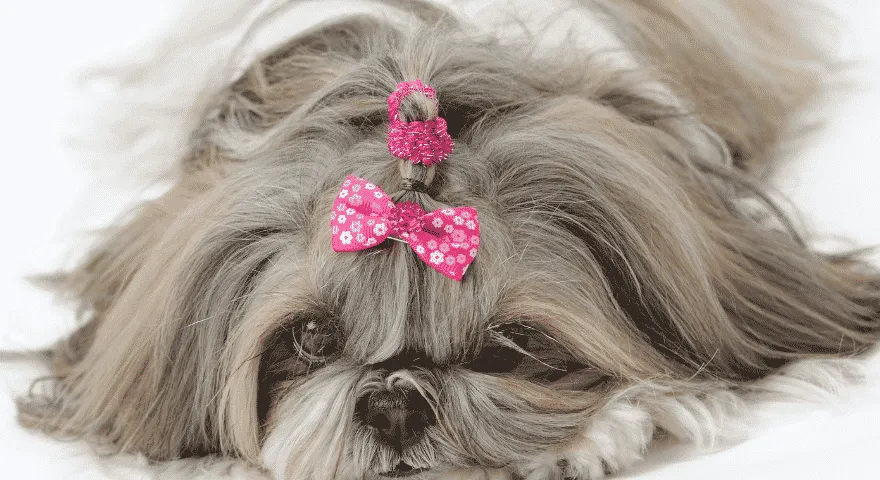 Probleme cu ochii la Shih Tzu