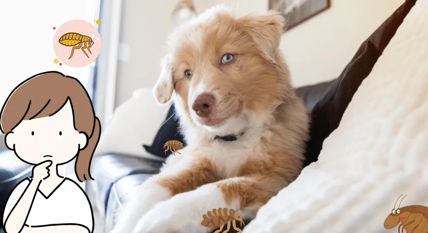 Jak psy dostają pchły