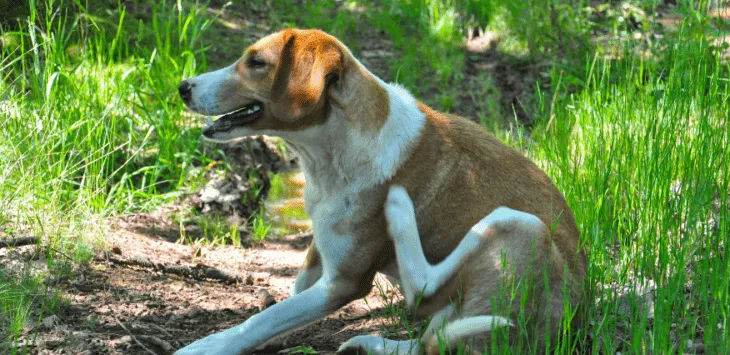 Инвазия на бълхи: Как кучетата получават бълхи и стъпки за превенция