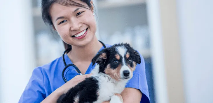 Kompletny przewodnik po harmonogramie szczepień dla szczeniąt