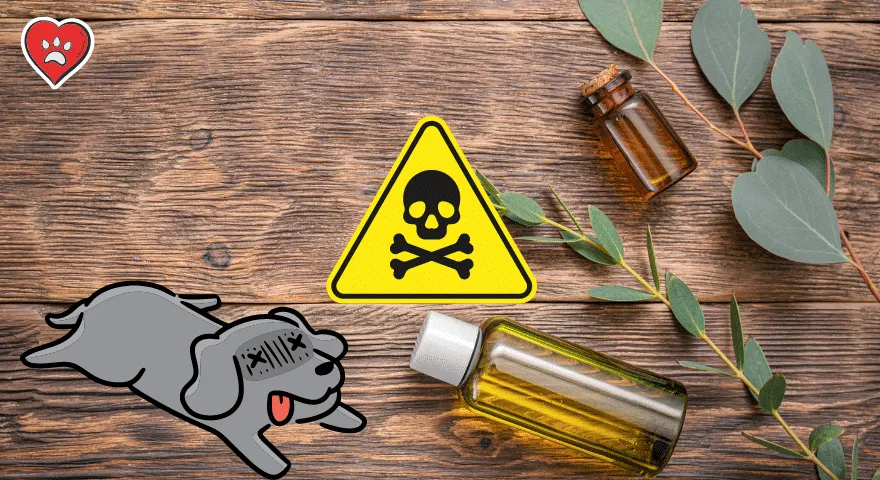 Zatruwanie olejków eterycznych dla psów