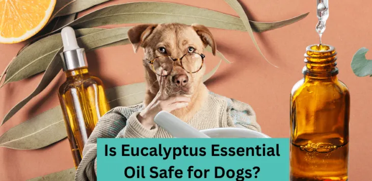 Czy olejek eukaliptusowy jest bezpieczny dla psów?