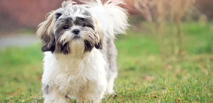 Zgryz Shih Tzu: wszystko, co musisz wiedzieć