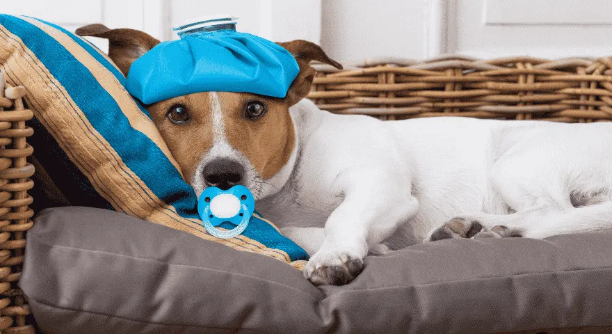 Qual è la temperatura normale per un cane