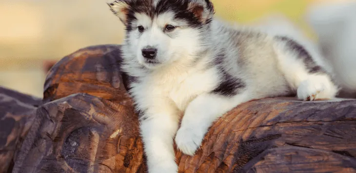 Tętno szczeniąt: normalne, niskie i wysokie