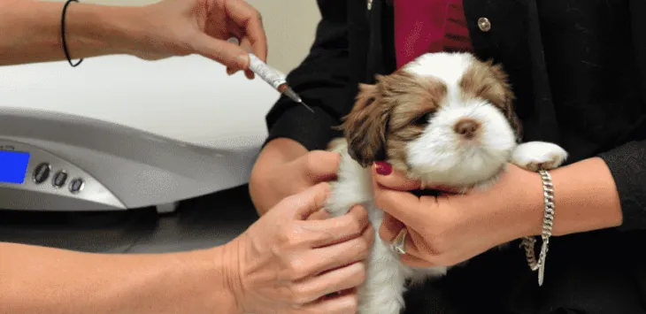 Kad kucēni tiek nošauti