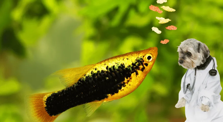 Czy karma dla ryb jest toksyczna dla psów?