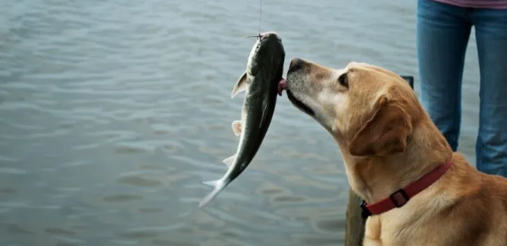 Os cães podem morrer por causa da comida de peixe