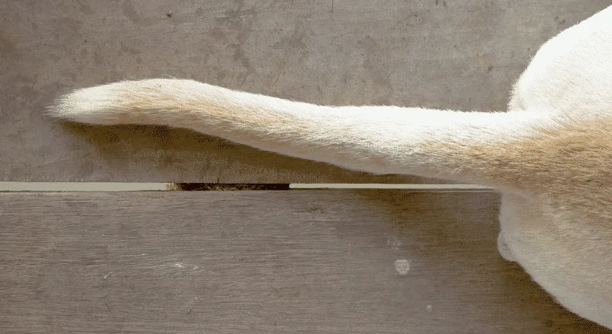 Chute de cheveux due aux vers