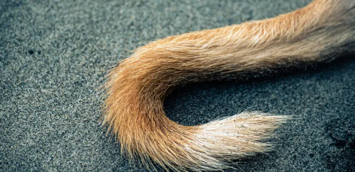 Chien perdant les poils de sa queue