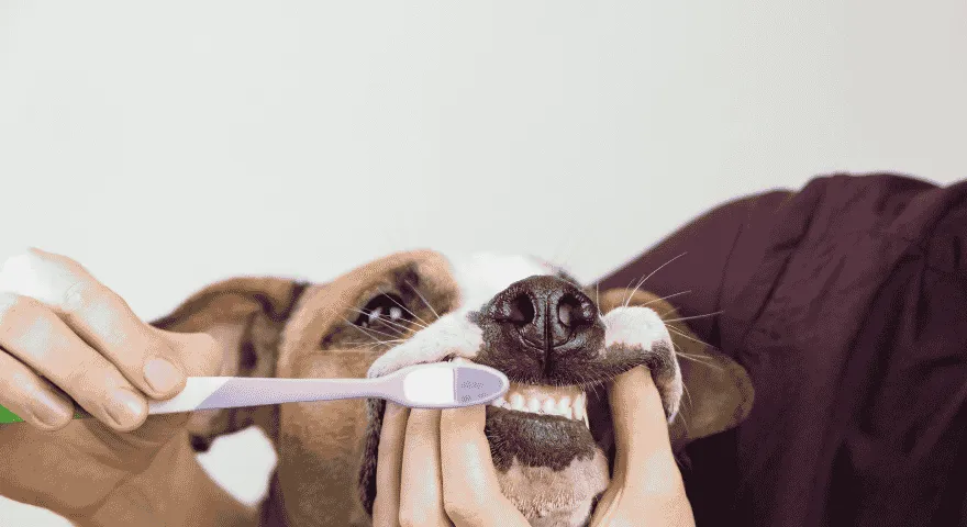 tips børste hundens tænder
