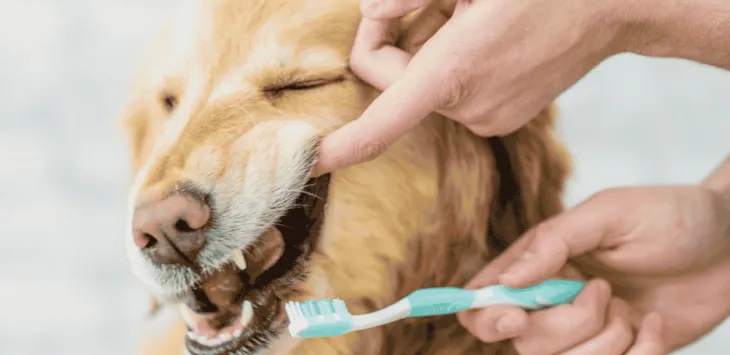 Hvor ofte skal man børste hundens tænder