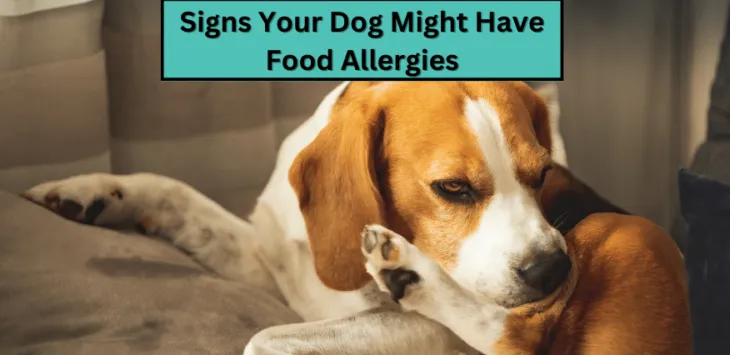 Odkrywanie tajemnicy: oznaki, że Twój pies może mieć alergię pokarmową