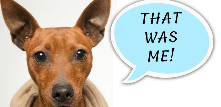 Mitä tarkoittaa, jos koiran röyhtäily haisee kakalle?