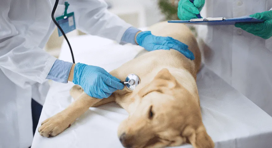 zabierz psa do weterynarza' title='Krew w psim stolcu, ale zachowuje się normalnie