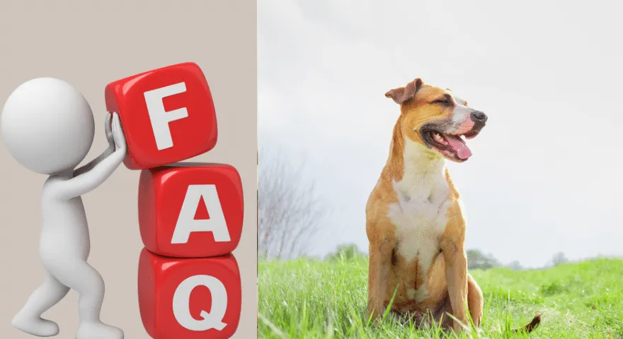 Krew w psim stolcu, ale zachowuje się normalnie – często zadawane pytania' title='Krew w psim stolcu, ale zachowuje się normalnie