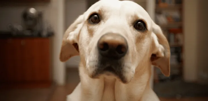 Krew w psim stolcu, ale zachowuje się normalnie