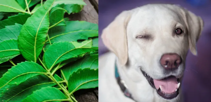Да ли је Неем уље безбедно за псе или га морате избегавати?