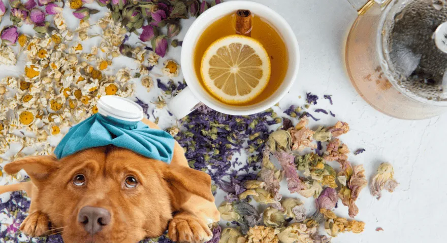 Kutya megbetegszik attól, hogy megevett egy teászacskót