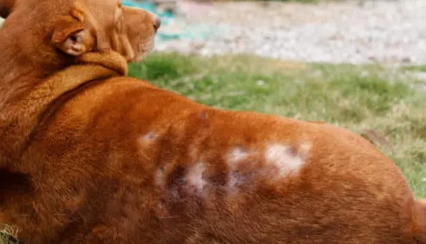 Łysienie po zabiegach pielęgnacyjnych