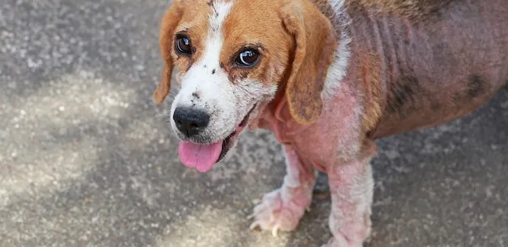 Kāpēc manam sunim izkrīt mati