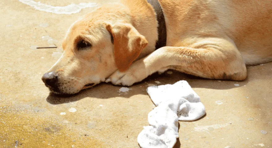 Jak sprawdzić, czy Twój pies zjadł skarpetkę?