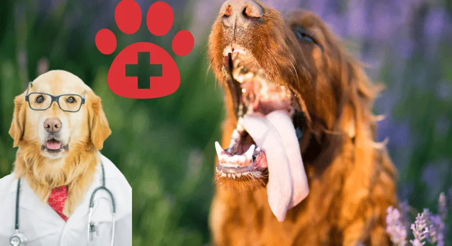 Problemy ze ślinieniem i biegunką u psów