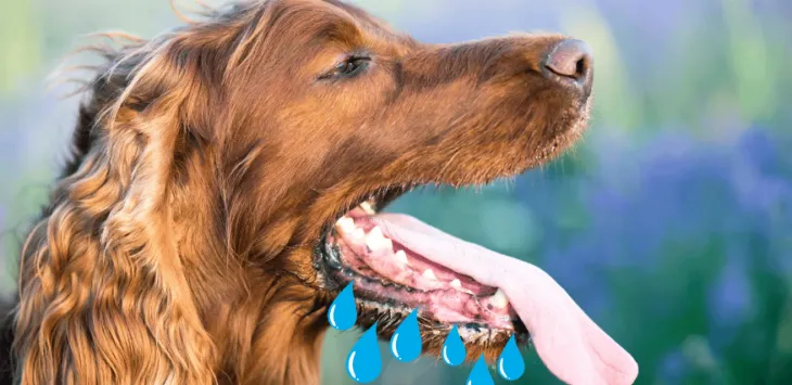 Zrozumienie problemów ze ślinieniem i biegunką u psów