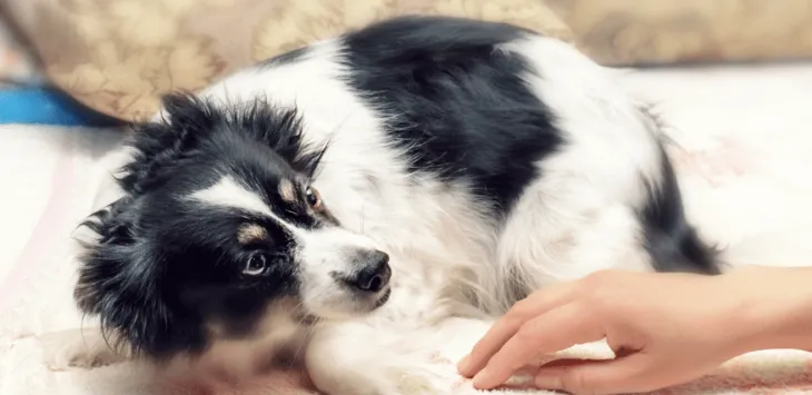 הכלב שלי נרתע ומתנהג מוזר