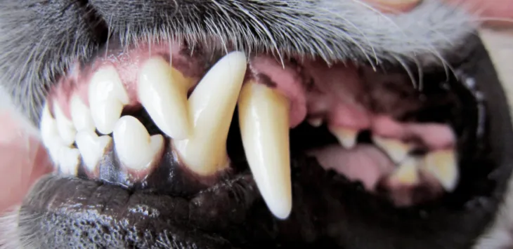 개는 몇 개의 이빨을 가지고 있습니까?