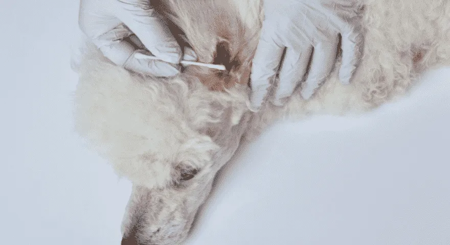 Com es diagnostica la infecció per llevats a les orelles del gos