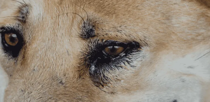 Koerte silmad jooksevad kogu aeg vett