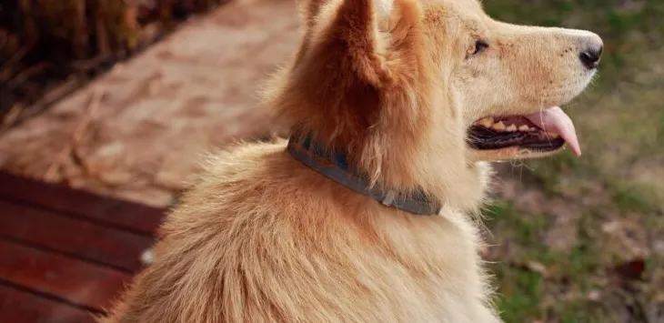 Czy psy nadal mogą mieć pchły po zastosowaniu Seresto?