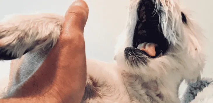 איך לדעת אם כלב סובל מכאבים