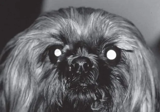 Keď sú psie zreničky rozšírené