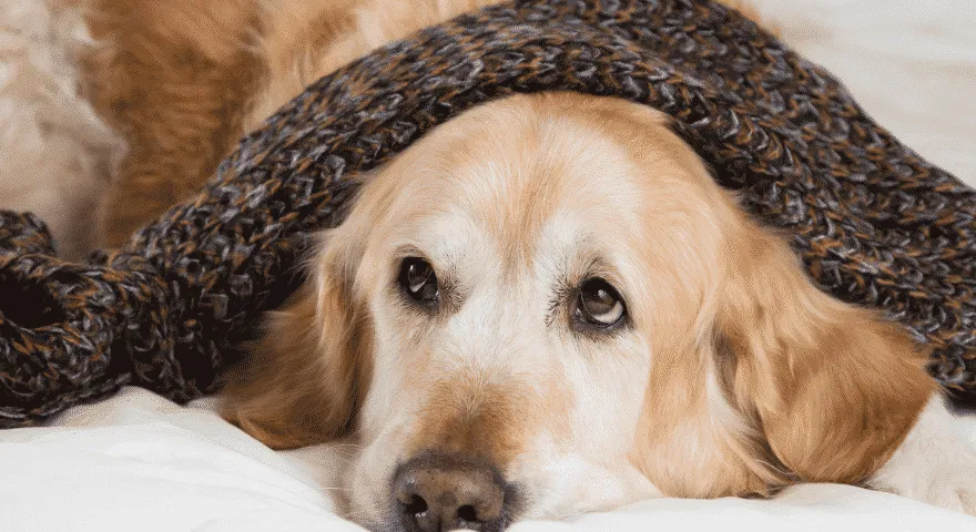 Wie kalt für Hunde zu kalt ist