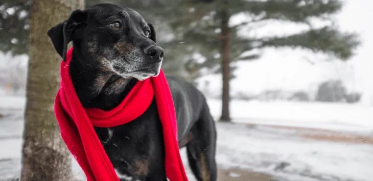 Wie kalt für Hunde zu kalt ist