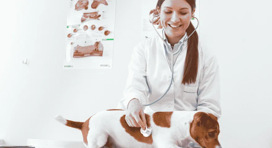 zabierz psa do weterynarza