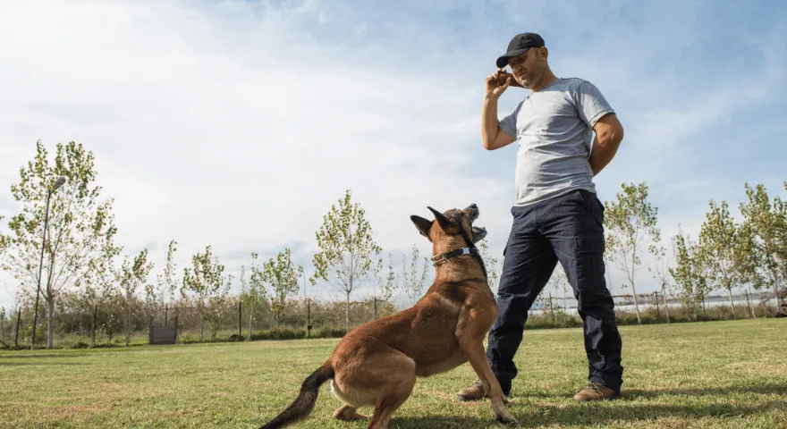 szkolenie psów roczny koszt posiadania psa