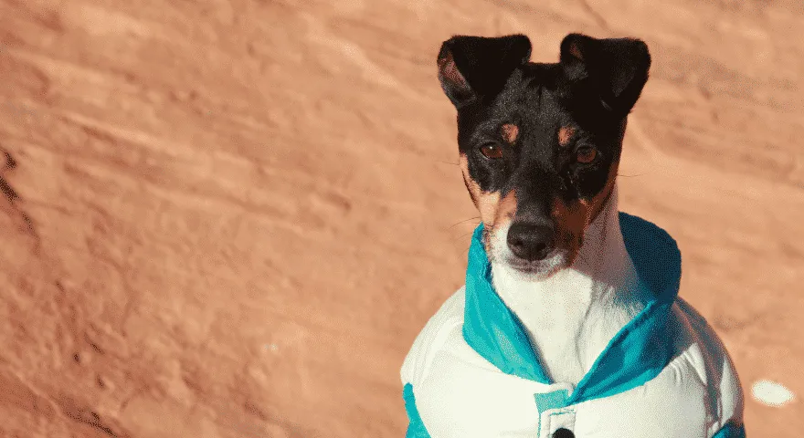beräkna hundens ålder i människoår