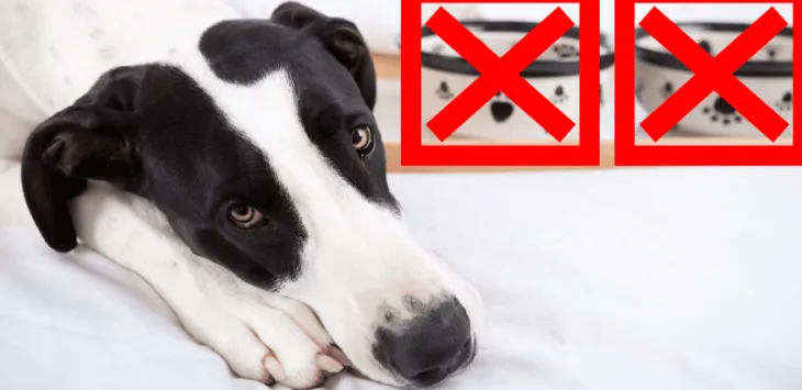 Kuinka kauan koira voi olla ilman ruokaa